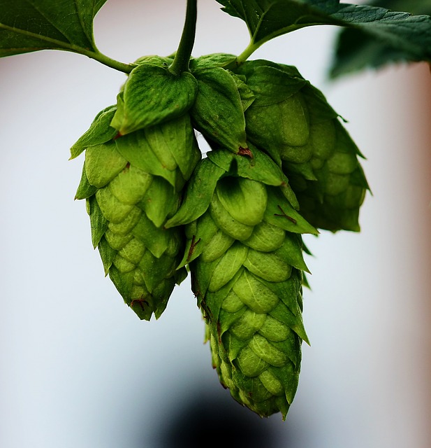 Hops Extract