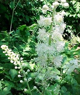 Black Cohosh