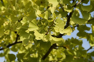 Gingko Biloba