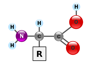 Amino acids