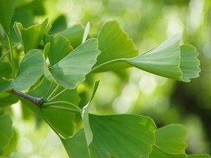 Ginkgo