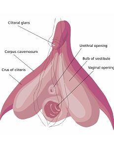 Clitoris