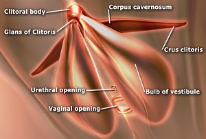 Clitoris