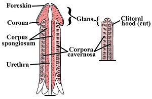 Penis