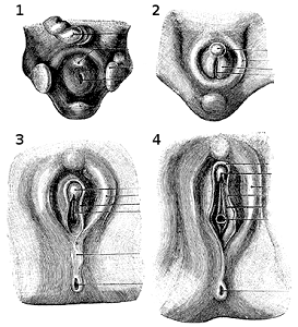 Clitoris grows