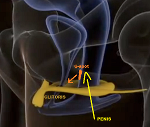 Clit/g-spot