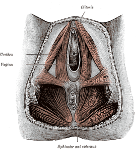 Kegel muscles