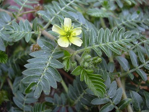 Tribulus Terrestris