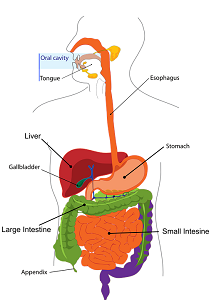 Digestion