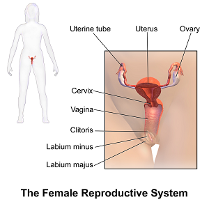 Female anatomy