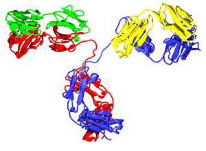 Immunoglobulin