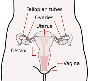 Cervix and sexual organs