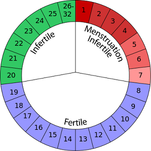 Menstrual Cycle