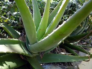 Aloe