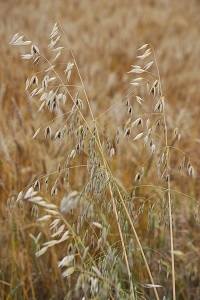 Avena Sativa