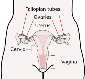 Vagina