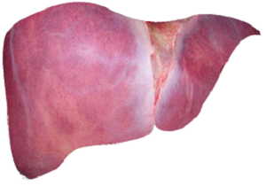 Liver