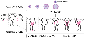 Menstrual cycle