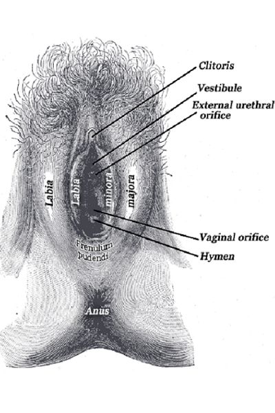 hymen