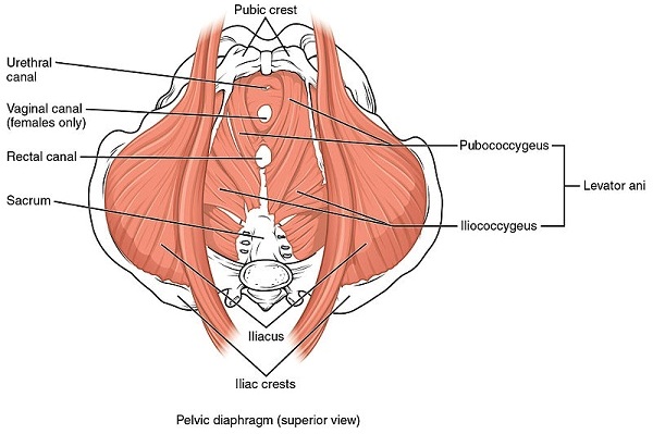 pelvic floor muscles