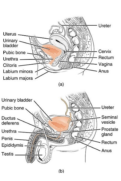 urethral