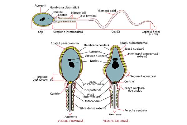 Spermatozoids