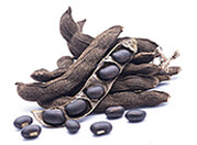 Mucuna pruriens